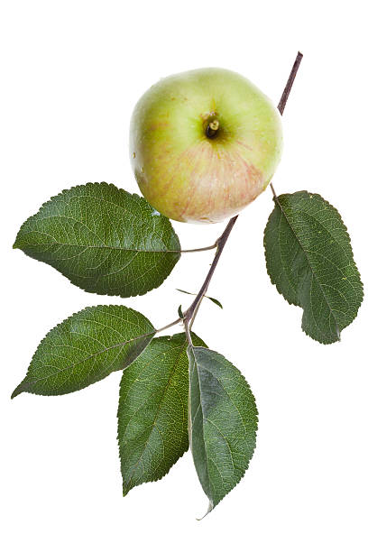 istock apple tree branch with green leaves 179688395