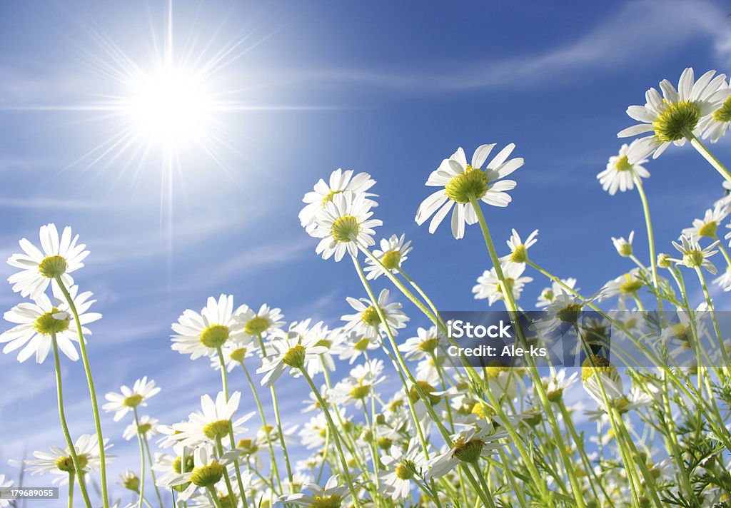 ホワイト daisies - デイジーのロイヤリティフリーストックフォト