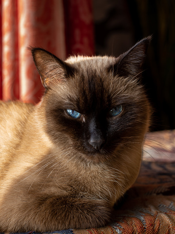 Siamese cat, blue and bright eyes. Noble look.