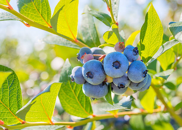 Blueberry Close-up stock photo