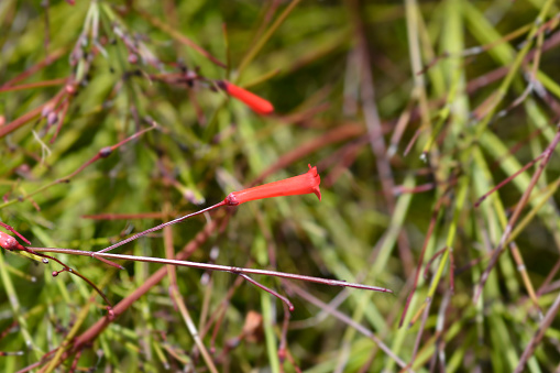 Firecracker plant - Latin name - Russelia equisetiformis