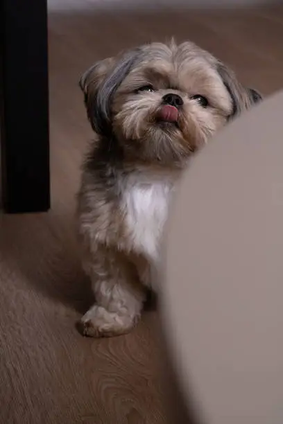 photo this charming Shih Tzu captures hearts. The adorable dog, with its tongue peeking out, making for animal portrait.photography, domestic animals, animal themes, vertical, watching, domesticated, friendly, breed