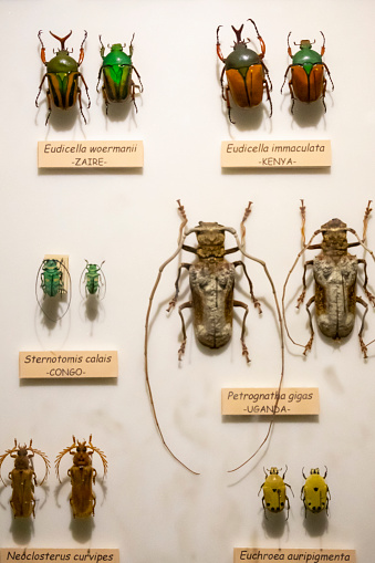 Beetle collection from countries around the world, labeled.