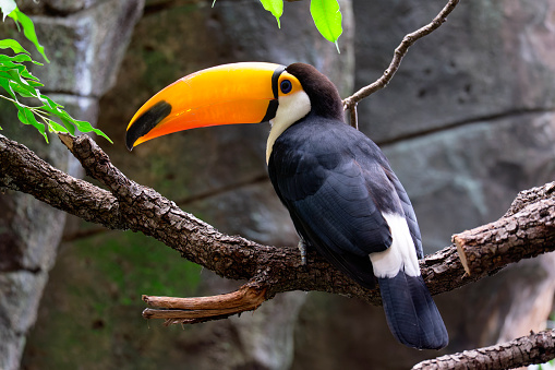 Horizontal banner with a beautiful colorful toucan bird (Ramphastidae) on a branch in a rainforest. A toucan bird and leaves of tropical plants on blurred background. Copy space for text
