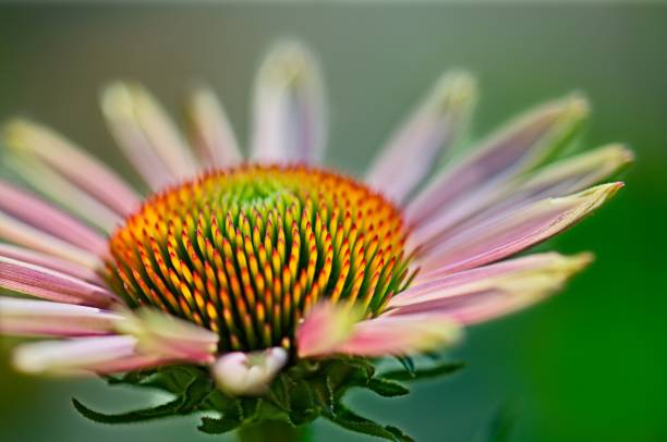 istock Close Up of Echinacea Purpurea 1796922394