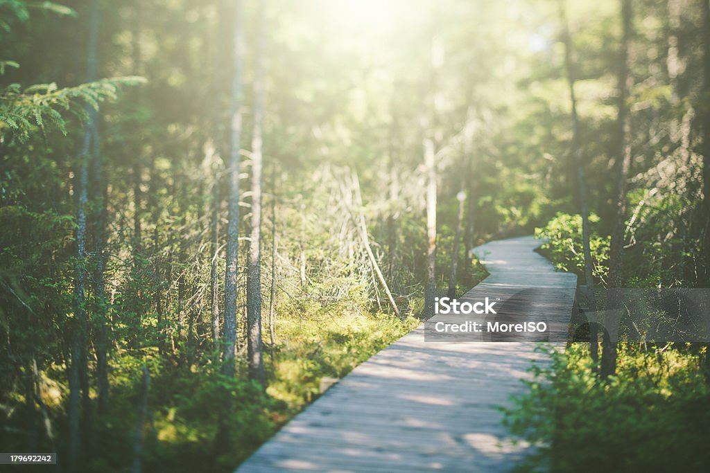 Passeio de Tábuas na floresta - Royalty-free Parque regional de Algonquin Foto de stock