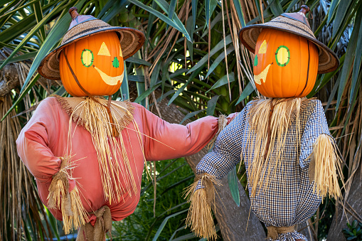 Two friendly smiling scarecrow friends with pumpkin heads. Halloween, Thanksgiving concept.
