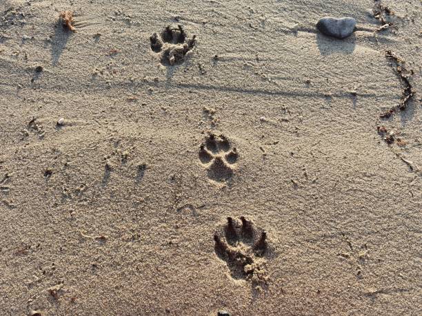 istock Dog tracks on the beach sand. 1796931492