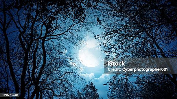 Blue Foreest Stock Photo - Download Image Now - Beauty, Beauty In Nature, Forest