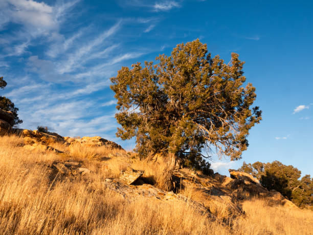 Juniper trees and sandstone in a Utah desert sunset.