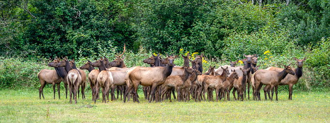 Herd of tule elk, Cervus canadensis nannodes, in meadow gather at edge of forest with calves in middle as they sense danger from aggressive tourists approaching on foot in Northern California, USA.
