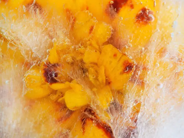 Photo of Tagetes flower frozen in ice cube