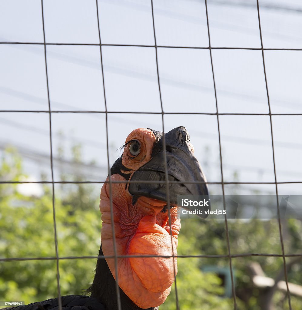 大きな画像の Kafrsky ツノレイヴンます。モスクワ、ロシア動物園 - フェザーのロイヤリティフリーストックフォト