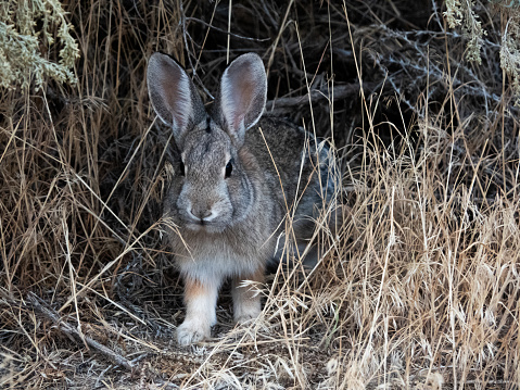 Close up of a lone cottontail rabbit in brown desert grasses.