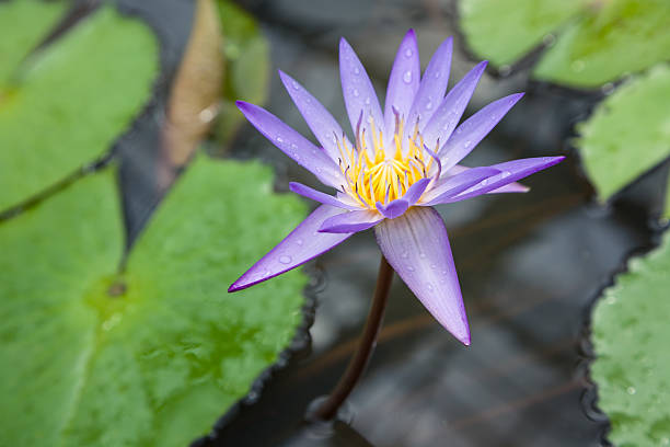 istock purple water lily 179696069