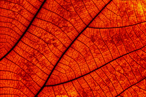 Closeup texture of a red leaf, background