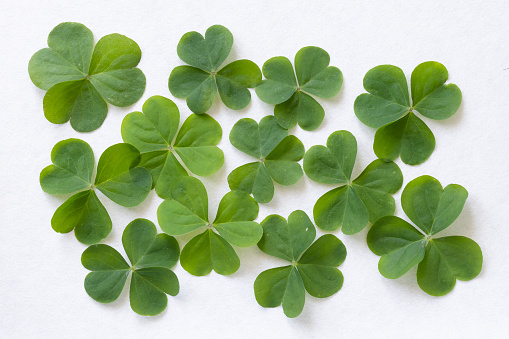 Green cloverleaf on white background\nClover, also called trefoil, are plants of the genus Trifolium  consisting of about 300 species of flowering plants in the legume family Fabaceae originating in Europe