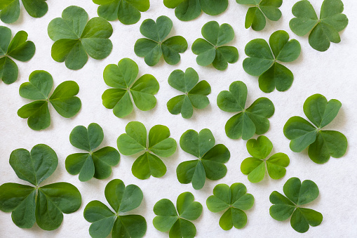 Green cloverleaf on white background\nClover, also called trefoil, are plants of the genus Trifolium  consisting of about 300 species of flowering plants in the legume family Fabaceae originating in Europe