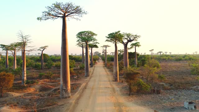 Fly over the dusty road just between huge endemic Baobab trees. Beautiful African scenery with local people and green plants. Slow aerial clip of local cottages and wooden houses under the trees.