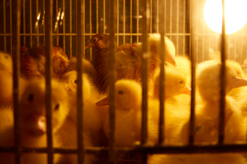 Amount of yellow chicks and baby duckling on the farm at night with yellow lighting under a heat lamp. Baby Chickens grouped together standing under a warming light and looking at camera.