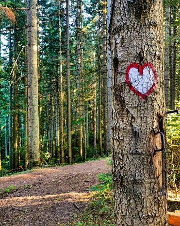 A Heart On A Old Tree