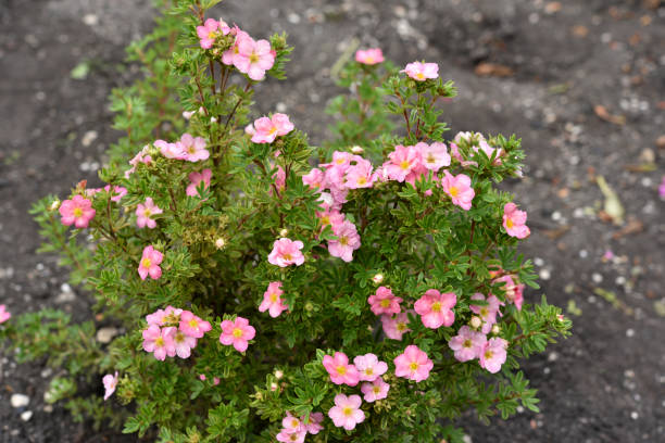 Beautiful pink Potentilla flowers on a green bush. Small red flowers of Rosaceae. Beautiful pink Potentilla flowers on a green bush. Small red flowers of Rosaceae. potentilla fruticosa stock pictures, royalty-free photos & images