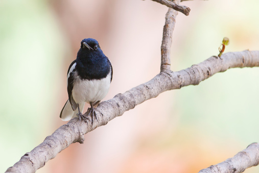 Oriental Magpie Robin sitting on a branch.