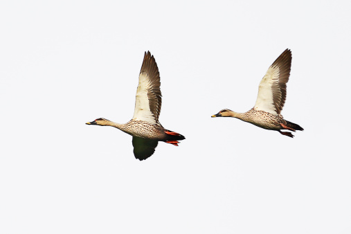 Two Spot Billed Duck flying in the sky isolated on white background