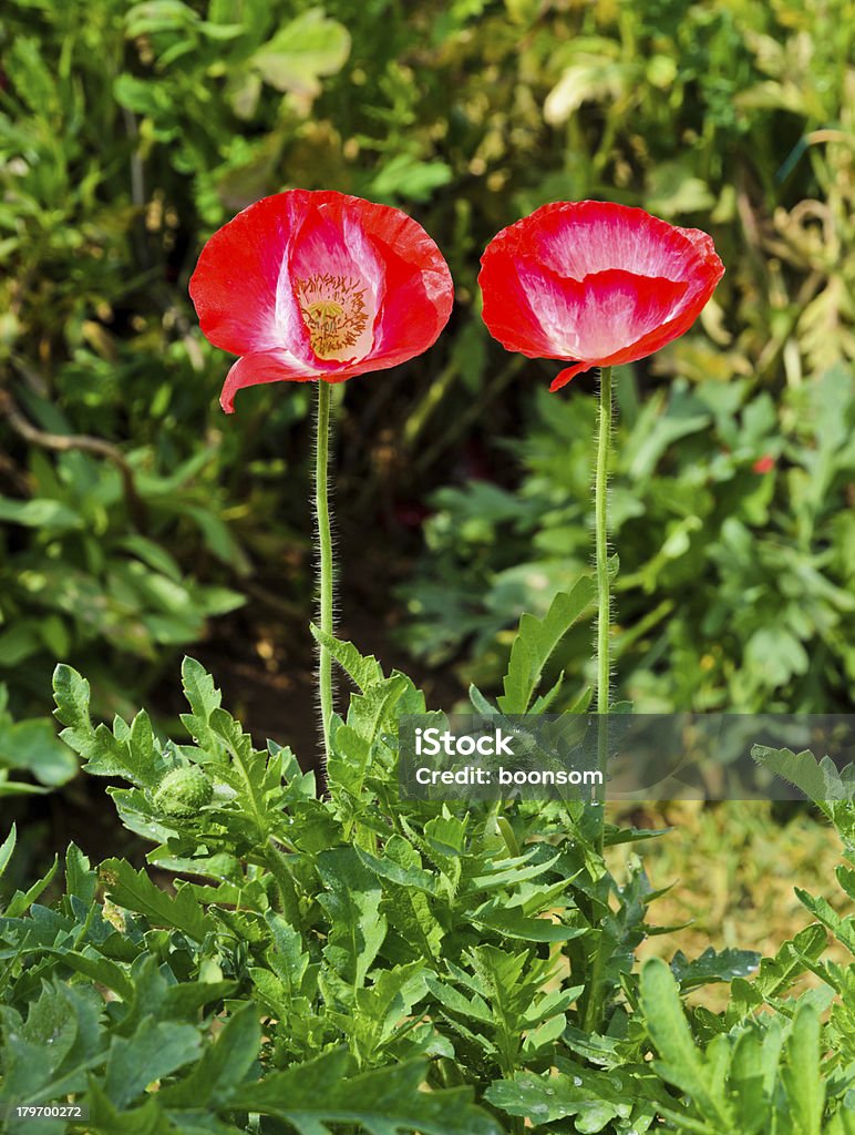 Fleur de pavot - Photo de Capitule libre de droits