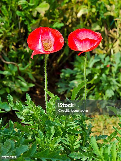 Foto de Flor De Papoula e mais fotos de stock de Cabeça da flor - Cabeça da flor, Canteiro de Flores, Caule