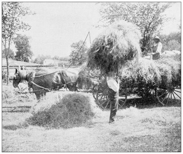 istock Antique image of Hampden County, Massachusetts: Springfield, Haymaking in the Mill river meadow 1797002917