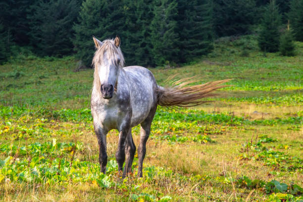 istock the horse rests on the grass after lunch 1797008250