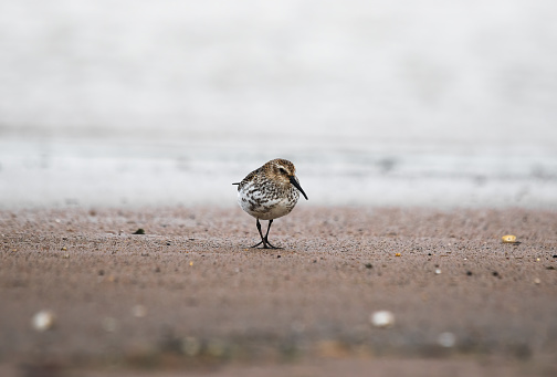 bird is walking on the beach