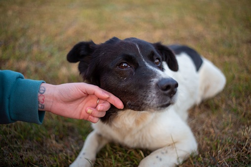 An adorable black and white canine being affectionately cradled in a human hand