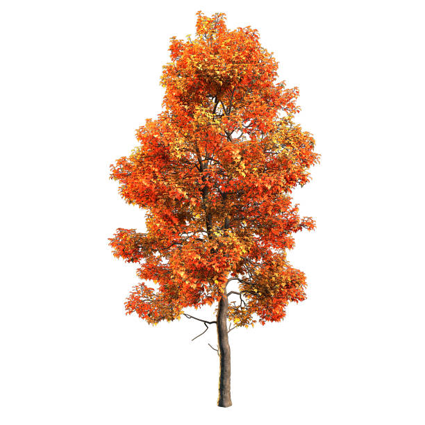 istock Trees with red leaves in autumn. High quality 3D image rendering results. 1797010426