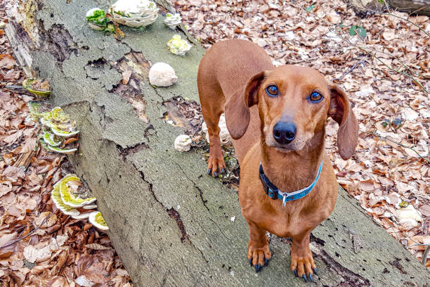 istock Short-haired brown dachshund in profile on trunk with Polypore fungus 1797010463