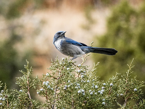 A bright blue Cerulean Warbler perched on a mossy covered log in the bright green forest.