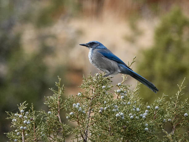 Scrub jay perched in a juniper tree. Scrub jay perched in a juniper tree. juniper tree juniperus osteosperma stock pictures, royalty-free photos & images