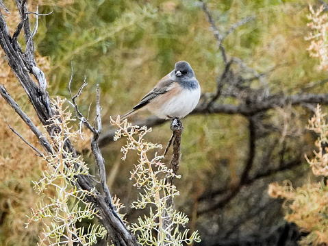 Dark eyed junco perched in greasewood  close up.