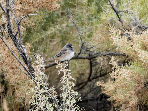 Dark eyed junco perched in greasewood  close up.