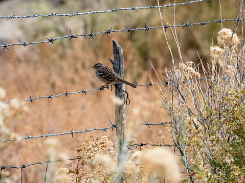Sparrow perched on a barbed wire fence.