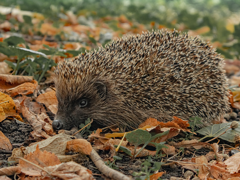 A hedgehog in the park, on a cool October day
