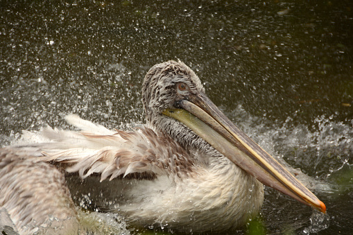 Squandron of brown pelicans resting in a park