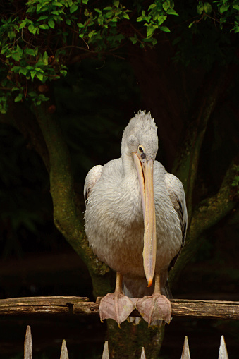 Animal themes: single great white pelican on top of a fence.In the background an out of focus tree.