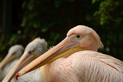 animal themes: three great white pelican in a row, Close-up of the head.