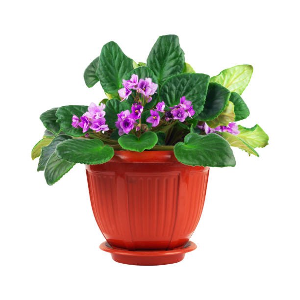 istock indoor violet flowers in a pot isolated from background 1797026904