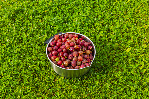 View of autumn harvest garden with metal bowl brimming with vibrant red currants on green lawn.