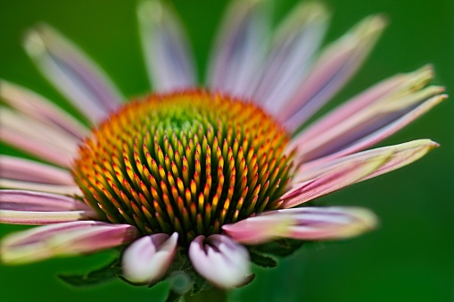 Echinacea purpurea, the eastern purple coneflower, purple coneflower, hedgehog coneflower, or echinacea, is a North American species of flowering plant in the family Asteraceae.