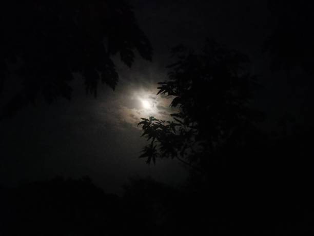 istock the moon shines through the clouds over a tree branch 1797063095