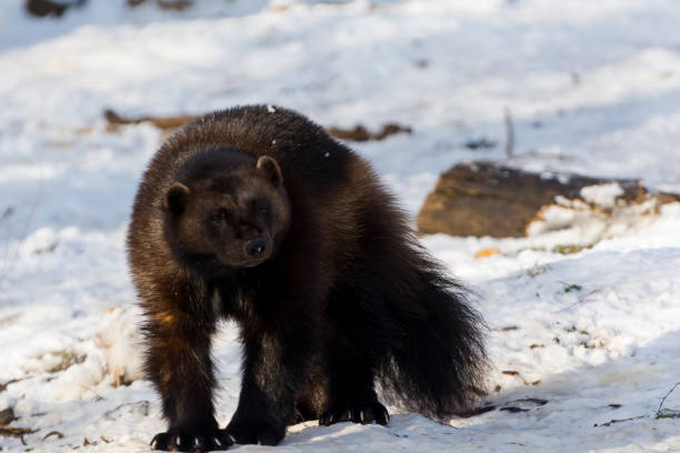 istock European wolverine in a snow covered area 1797064738